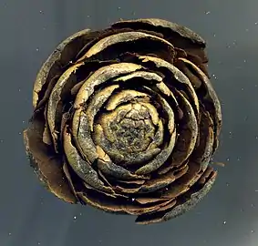 Bottom view of cone
