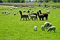 Alpacas and sheep near Boazum