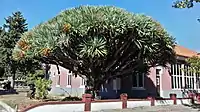 A large dragon's blood tree in Amadora, Portugal