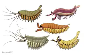 Megacheira or 'great appendage arthropods', a class of possible stem-chelicerate previously thought to be radiodont's close relative