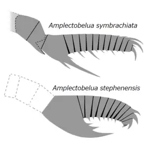 Frontal appendages of A. symbrachiata and A. stephenensis. Note the shaft region of A. stephenensis is unknown.