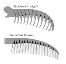 Frontal appendages of Tamisiocarididae