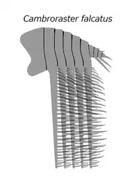 The grasping appendage of C. falcatus