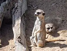 Meerkat