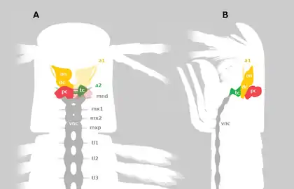 Nervous system of a remipede arthropod, showing the presence of both deutocerebrum (dc) and ventral nerve cord (vnc) organized by segmented ganglia.