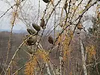 Larix decidua has persistent seed cones.