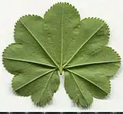 Leaf abaxial side.