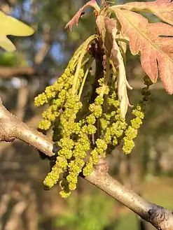 Catkins of Quercus alba containing the staminate or 'male' flowers
