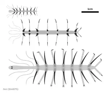 Maximum size of the 3 species of Hallucigenia (from top, H. fortis, H. hongmeia and H. sparsa) in scale.