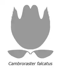 Head sclerite of C. falcatus