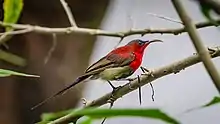 A male Crimson Bird