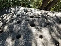 Bedrock mortars next to Hospital Rock, once used for grinding acorns