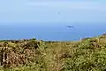 frigatebirds depart towards the sea