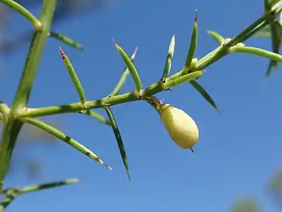 Fruit