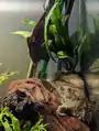two Brackish-water frogfish