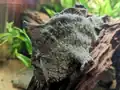 Brackish-water frogfish detail