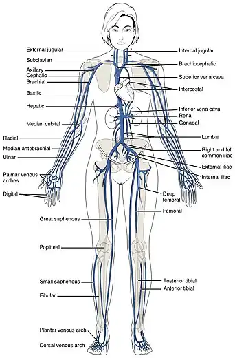 A diagram showing the main veins in the systemic circulation