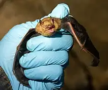 The image depicts a small bat in a scientist's hand