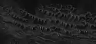 Close-up of complex, dark dunes in the previous image of the floor of Noctis Labyrinthus, as seen by HiRISE under HiWish program.