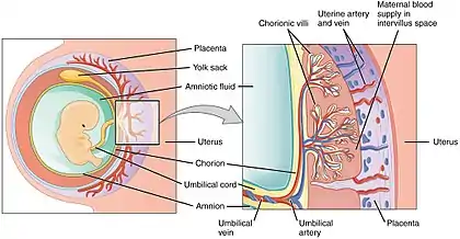 Schematic view of the placenta