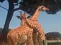 Giraffes