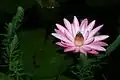 Night-blooming lotus