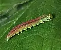 Pre-pupation larva