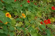 Nasturtium flowers and their leaves, which feature behind the model in the painting Nasturtiums
