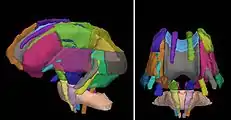 Visualization of some atlas-based ROIs which correspond to major anatomical fiber tracts. The atlas was provided as part of a download of DTI studio.