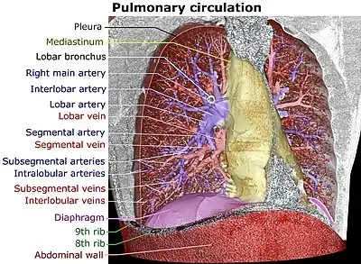 Volume rendering of a high resolution computed tomography of the thorax. The anterior thoracic wall, the airways and the pulmonary vessels anterior to the root of the lung have been digitally removed in order to visualize the different levels of the pulmonary circulation.