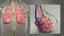 A 3D Medical illustration showing different terminating ends of Bronchial airways connected to alveoili, lung parenchyma & lymphatic vessels.