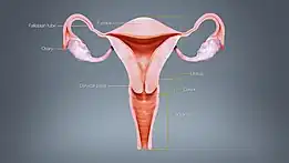 Different regions of the uterus displayed and labelled using a 3D medical animation still shot