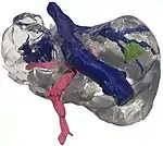 Image 1733D printed model of a human liver (from 2010s)