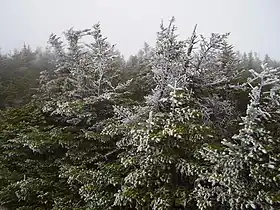 Rime ice in the Krummholz zone of Mansfield.