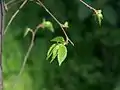 Emergent leaves of U. elongata
