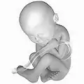Fetus at 38 weeks after fertilization (gestational age of 40 weeks)