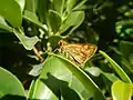 Lepidoptera (butterflies and moths)