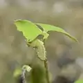 4th instar caterpillar