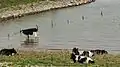 Cows near Nieuwaal