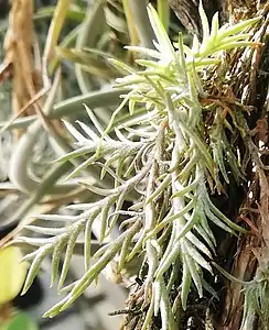 Tillandsia virescens