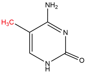 5'-methylcytosine molecule with methyl group, added by a DNA methyltransferase, highlighted in red