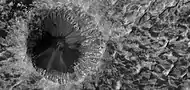 Close view of crater on floor of Danielson Crater, as seen by HiRISE under HiWish program