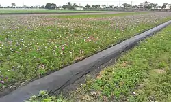 Farm fields with cover crops in the winter in Cihtong