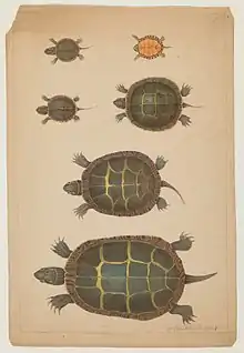 Watercolor of six turtles. The turtles increase in size from top to bottom.