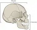 Neurocranium (labeled as "Brain case") and facial bones.