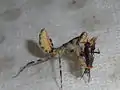 Female Pnigomantis medioconstricta L4 nymph eating a cricket