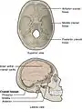 Superior view and lateral view.