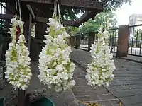 One form of sampaguita garland-making