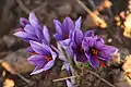 Saffron Farm, Torbat-e-Heydarieh, Razavi Khorasan, Iran