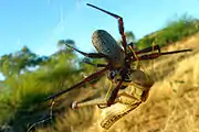 A Queensland female and a locust fight in its web